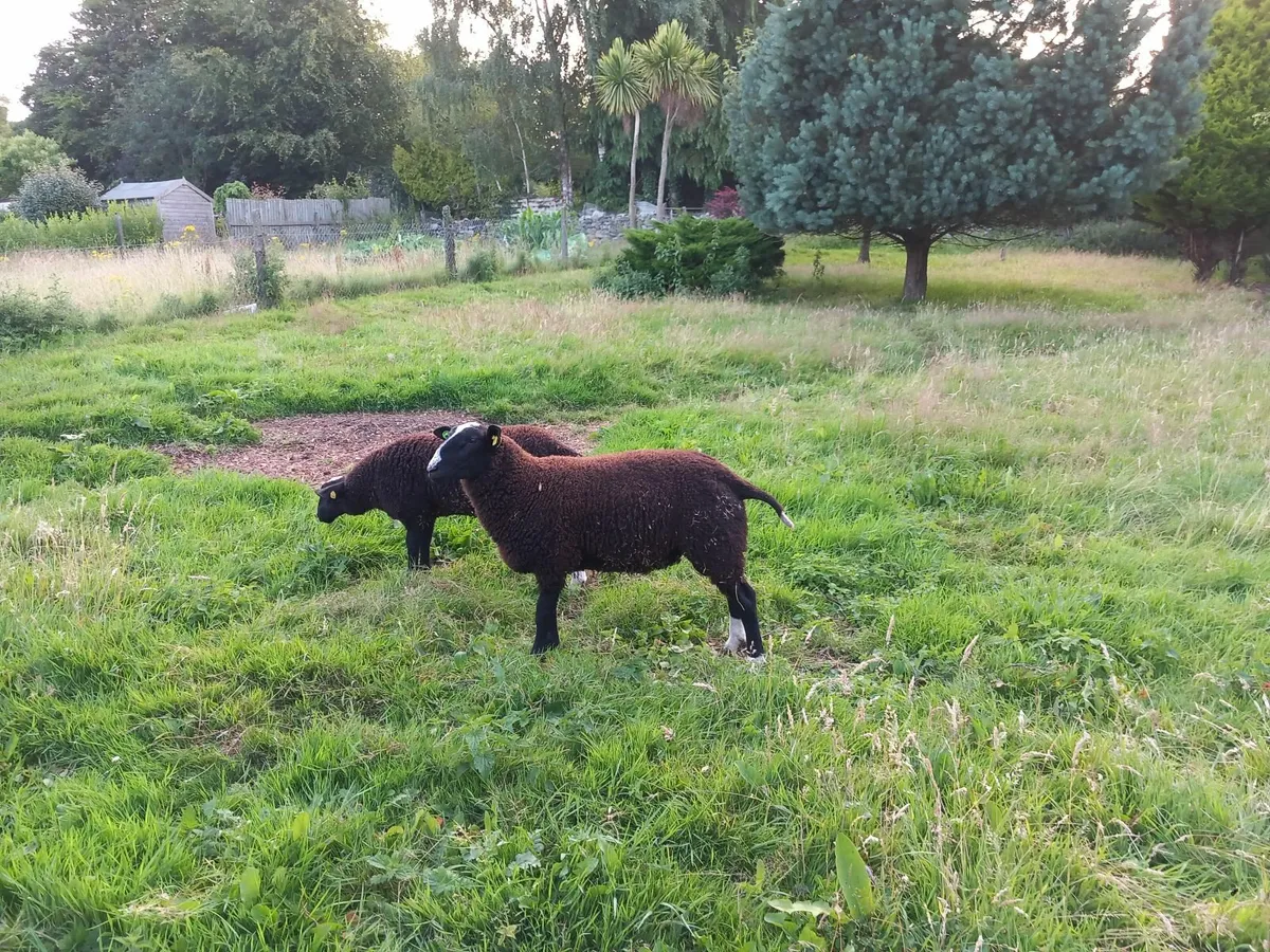 Zwartbles ram lambs - Image 4