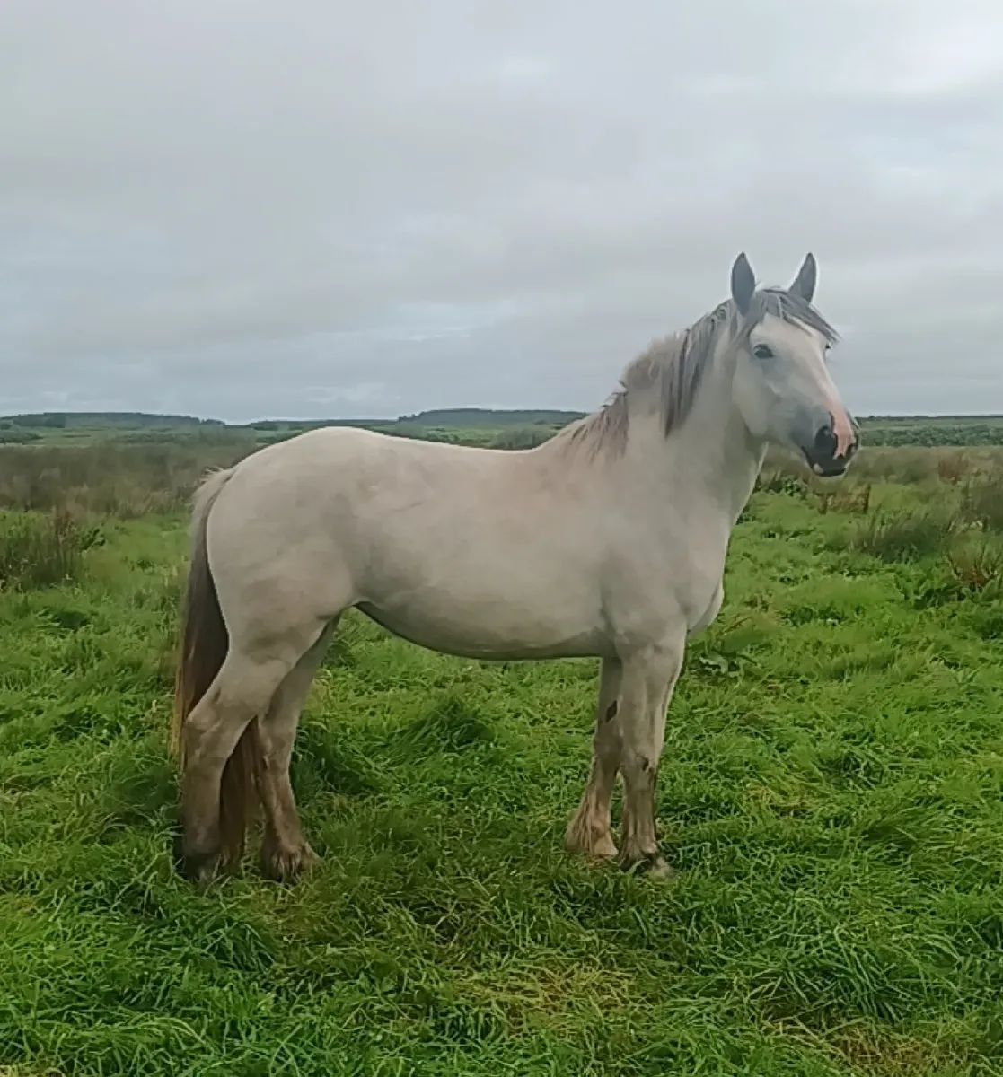 2 beautiful horses - Image 1