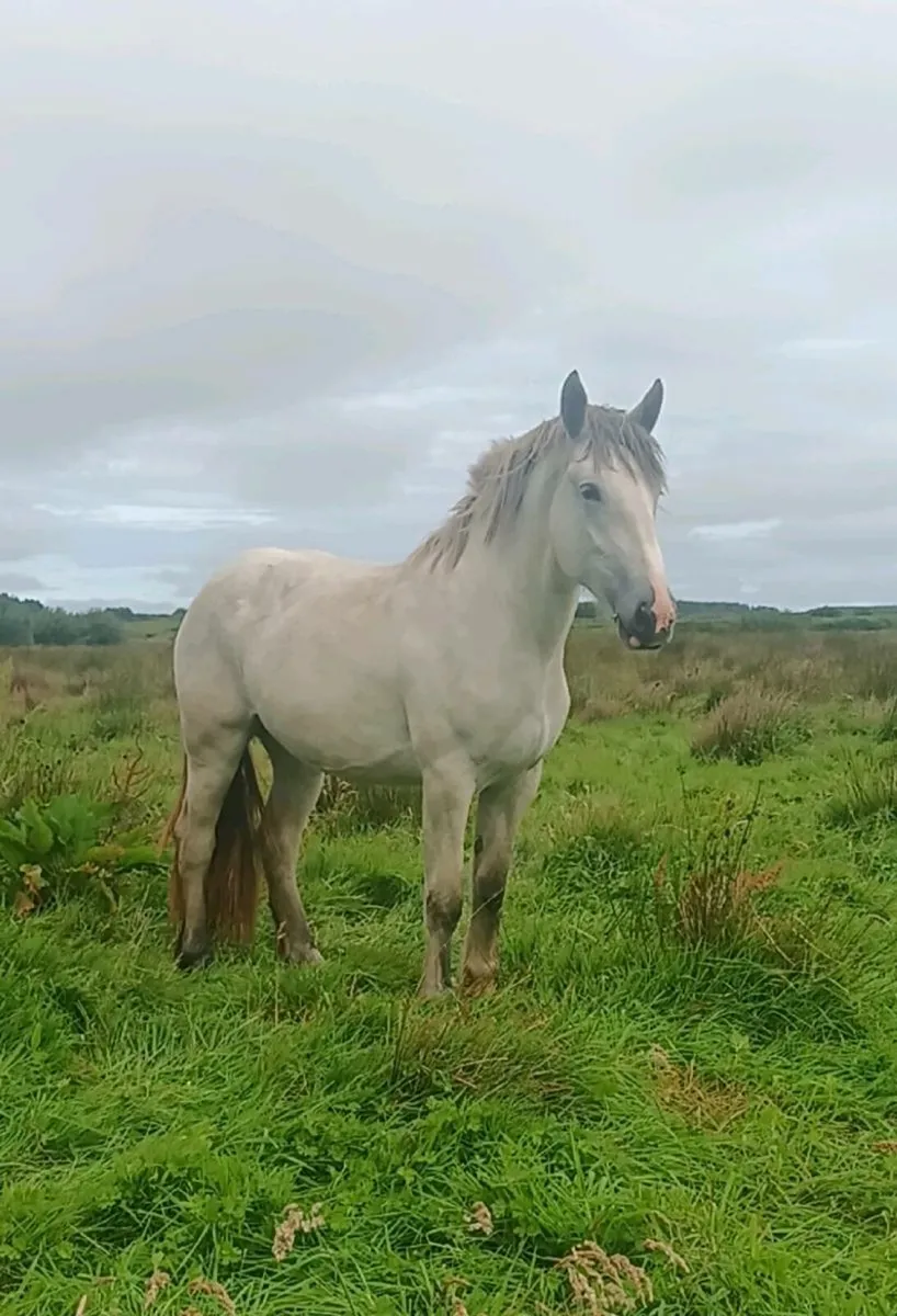 2 beautiful horses - Image 2