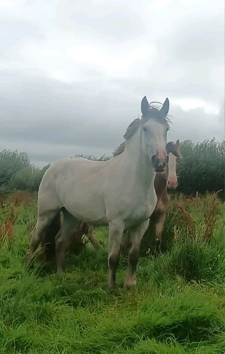 2 beautiful horses - Image 3