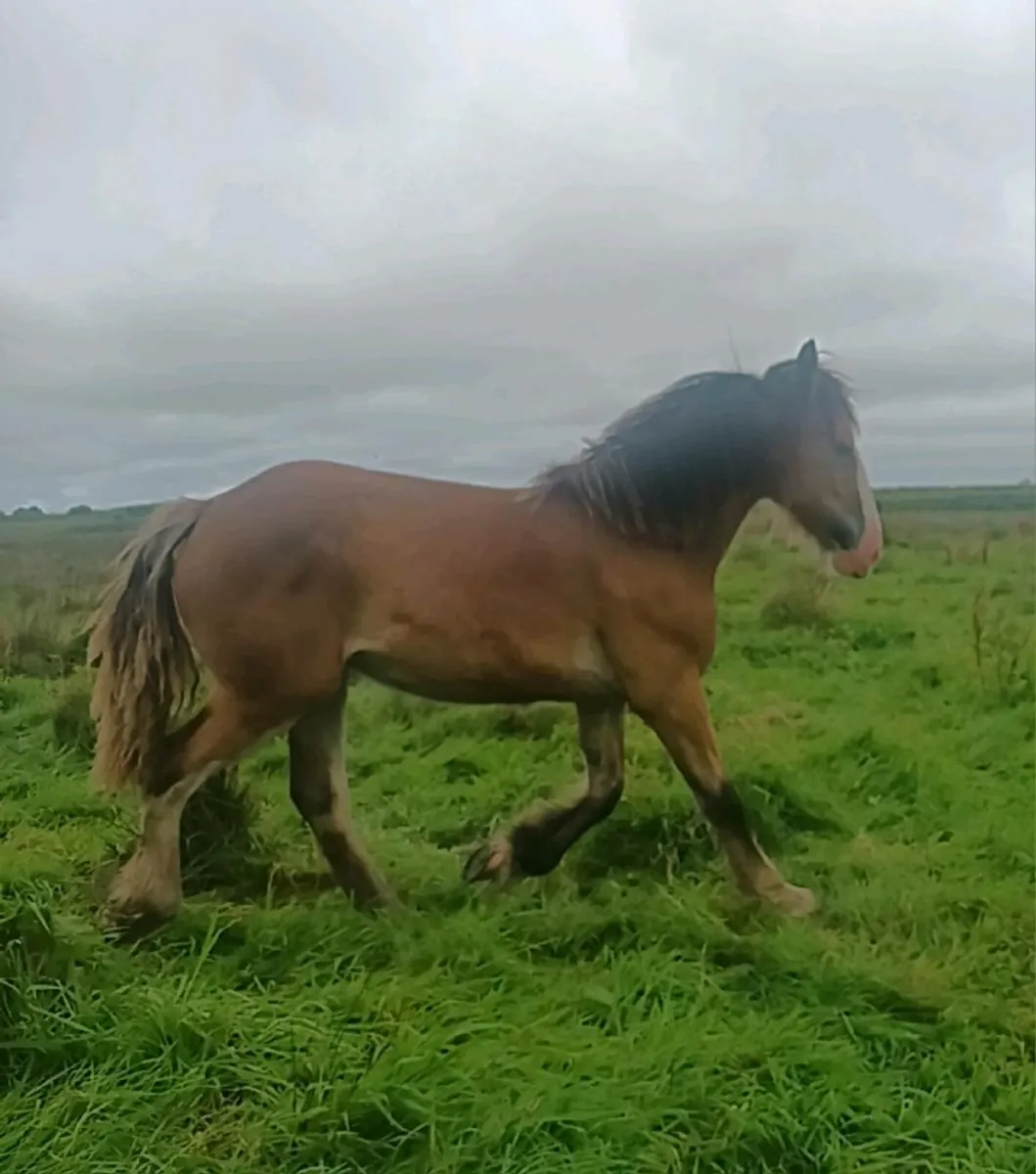 2 beautiful horses - Image 4