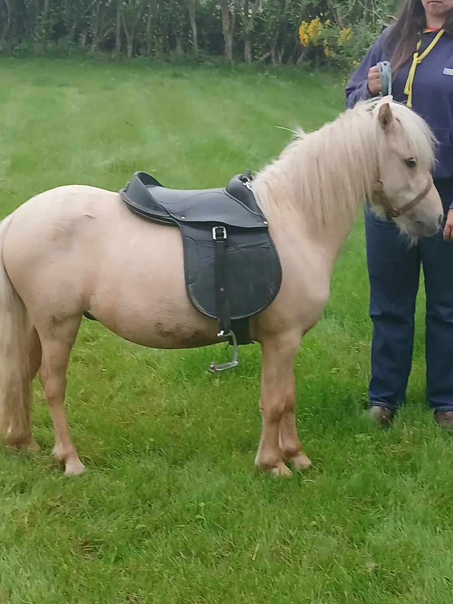 Little palimino gelding....10hh..trained - Image 1