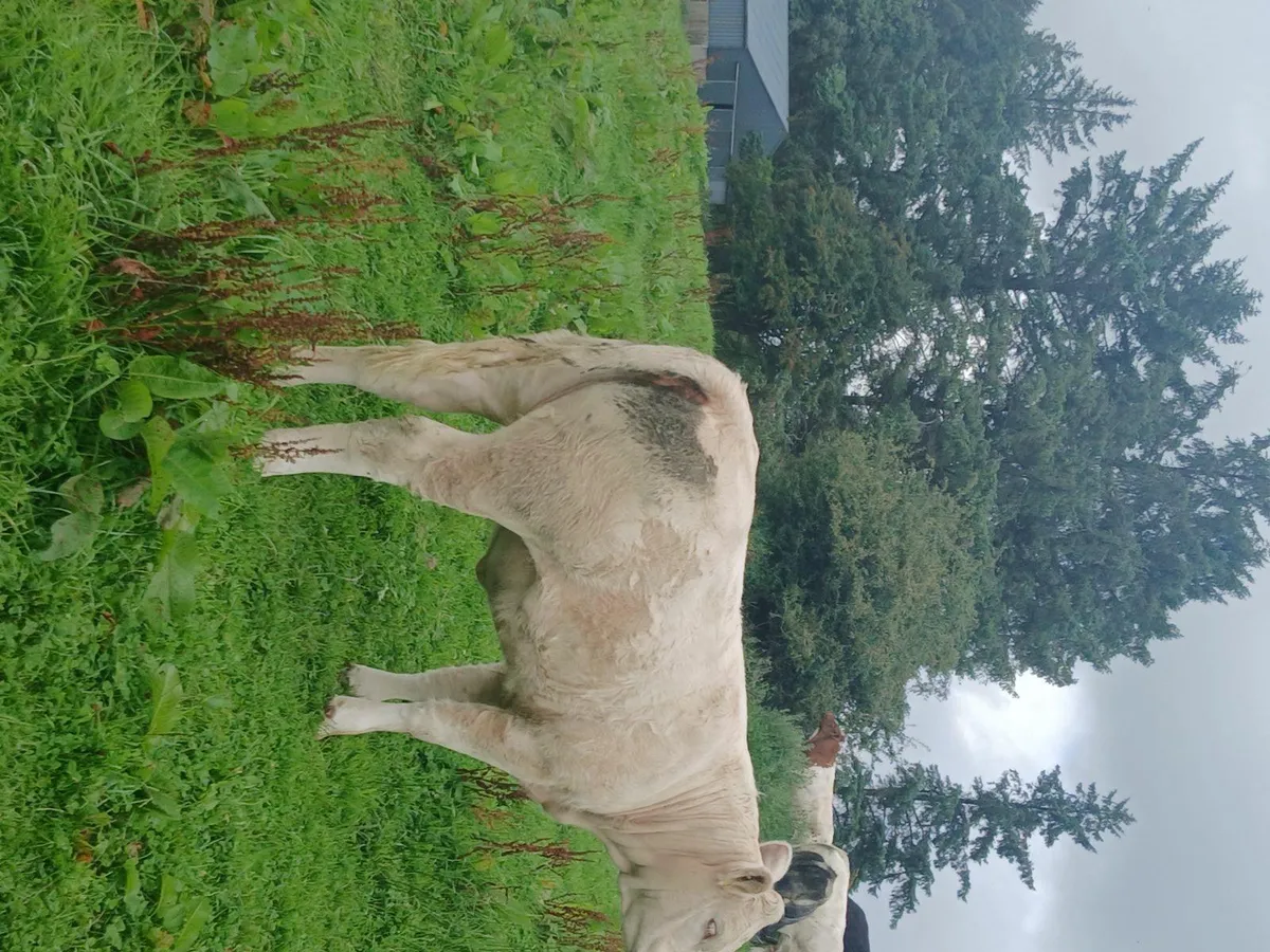 PBR Charolais weaning - Image 2