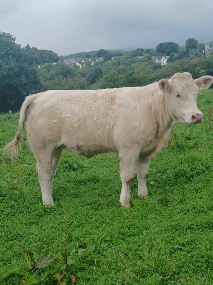 PBR Charolais weaning - Image 1