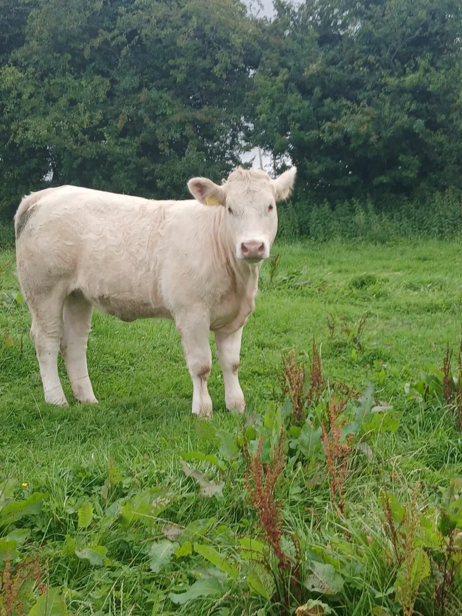 PBR Charolais weaning - Image 3