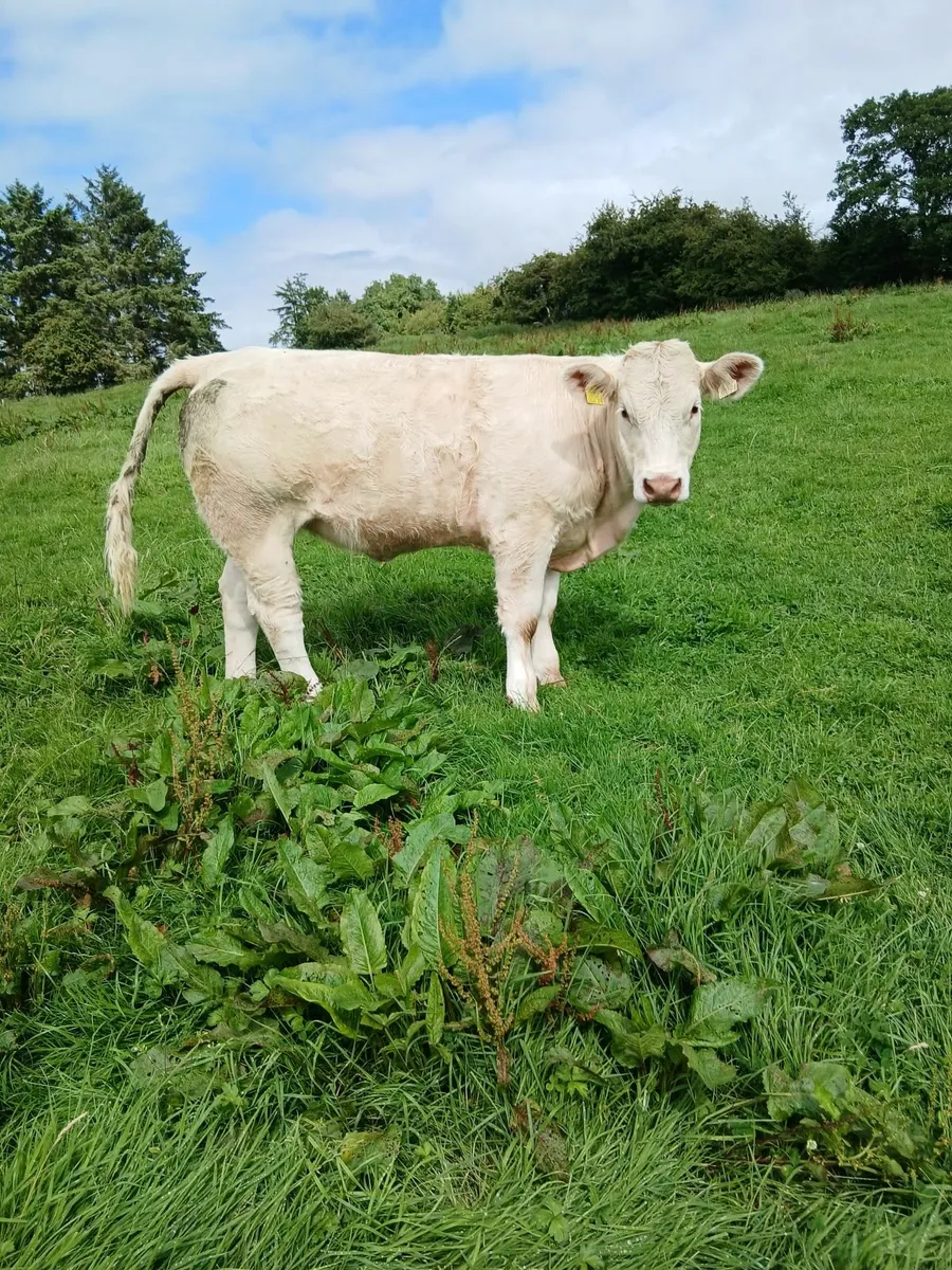 PBR Charolais weaning - Image 4