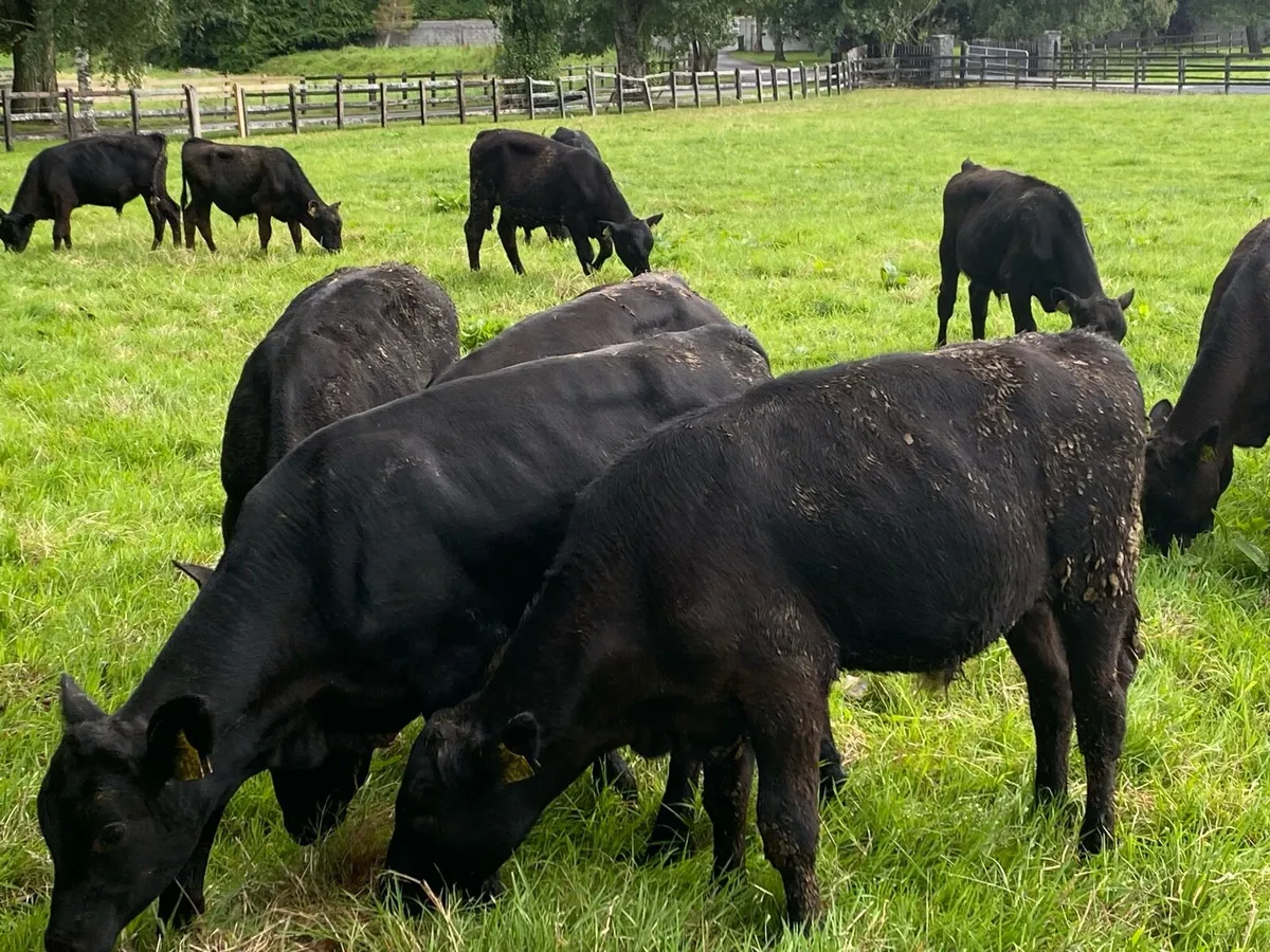 20 Angus Runner Bulls ( No Moves) - Image 1