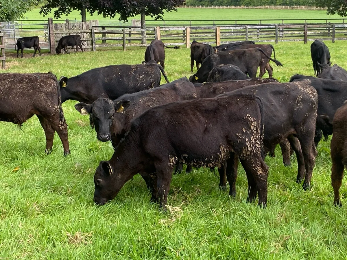20 Angus Runner Bulls ( No Moves) - Image 2