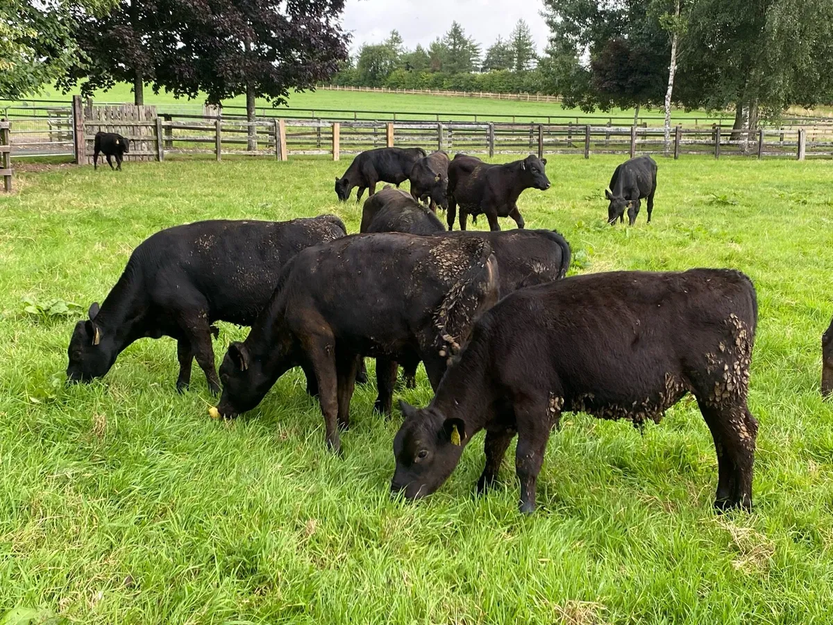 20 Angus Runner Bulls ( No Moves) - Image 3