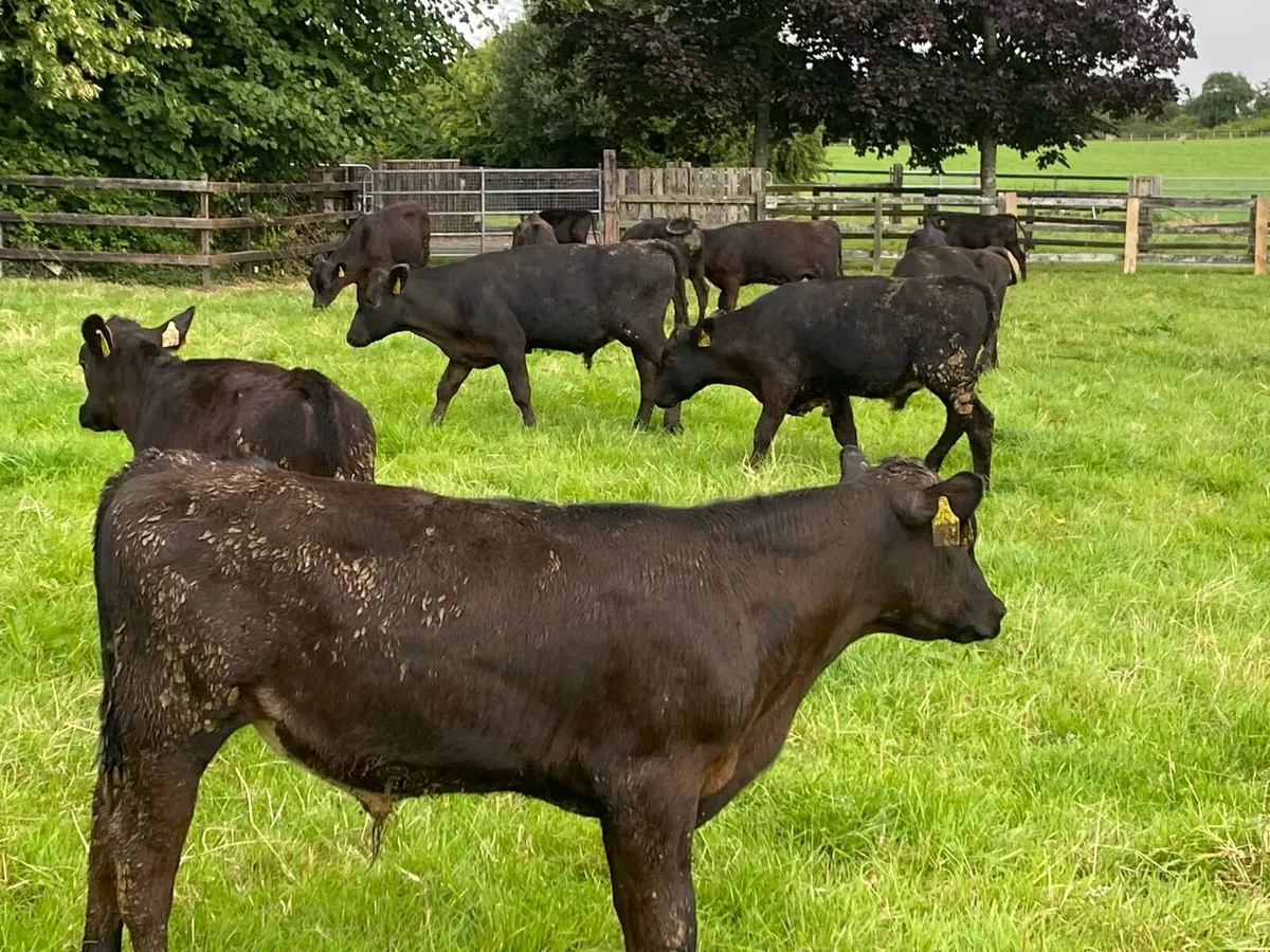 20 Angus Runner Bulls ( No Moves) - Image 4