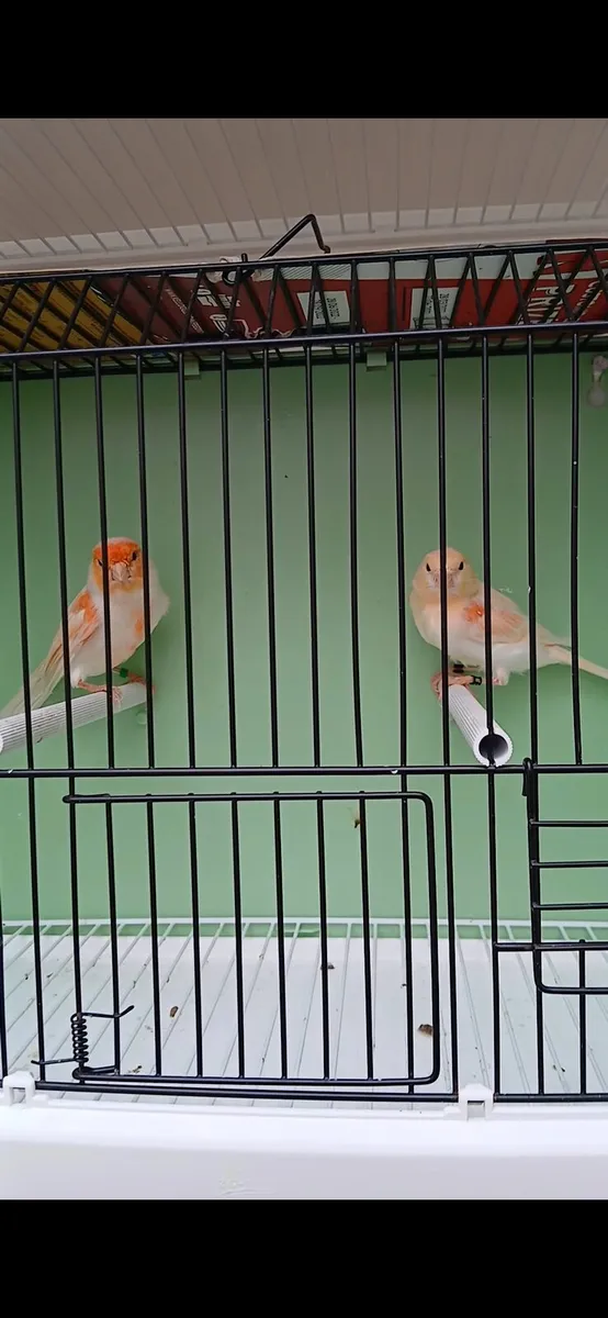 canaries - Image 1