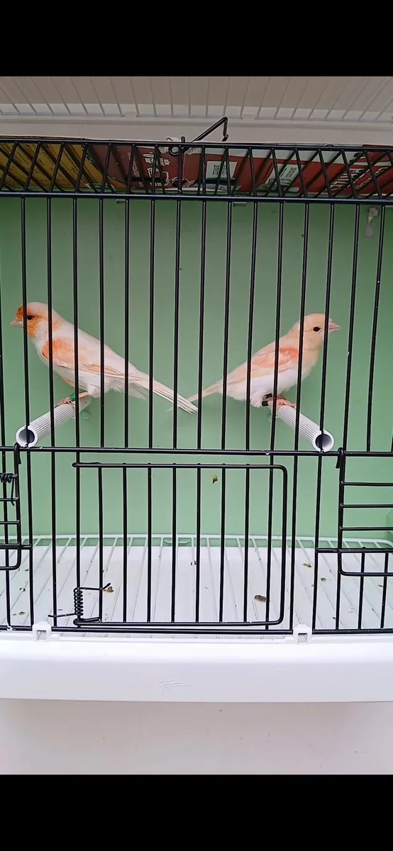 canaries - Image 2