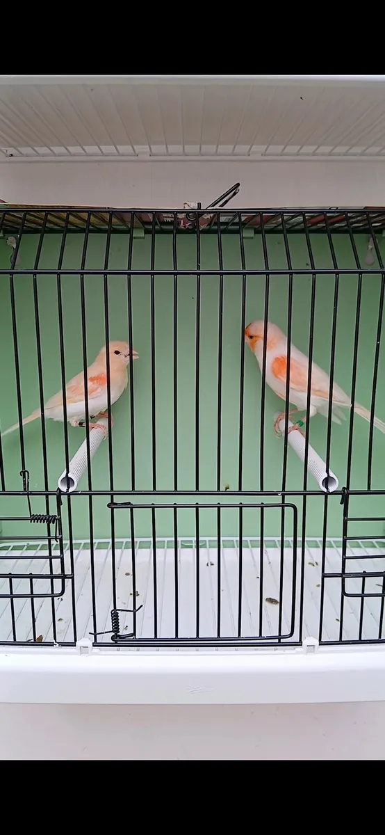 canaries - Image 3