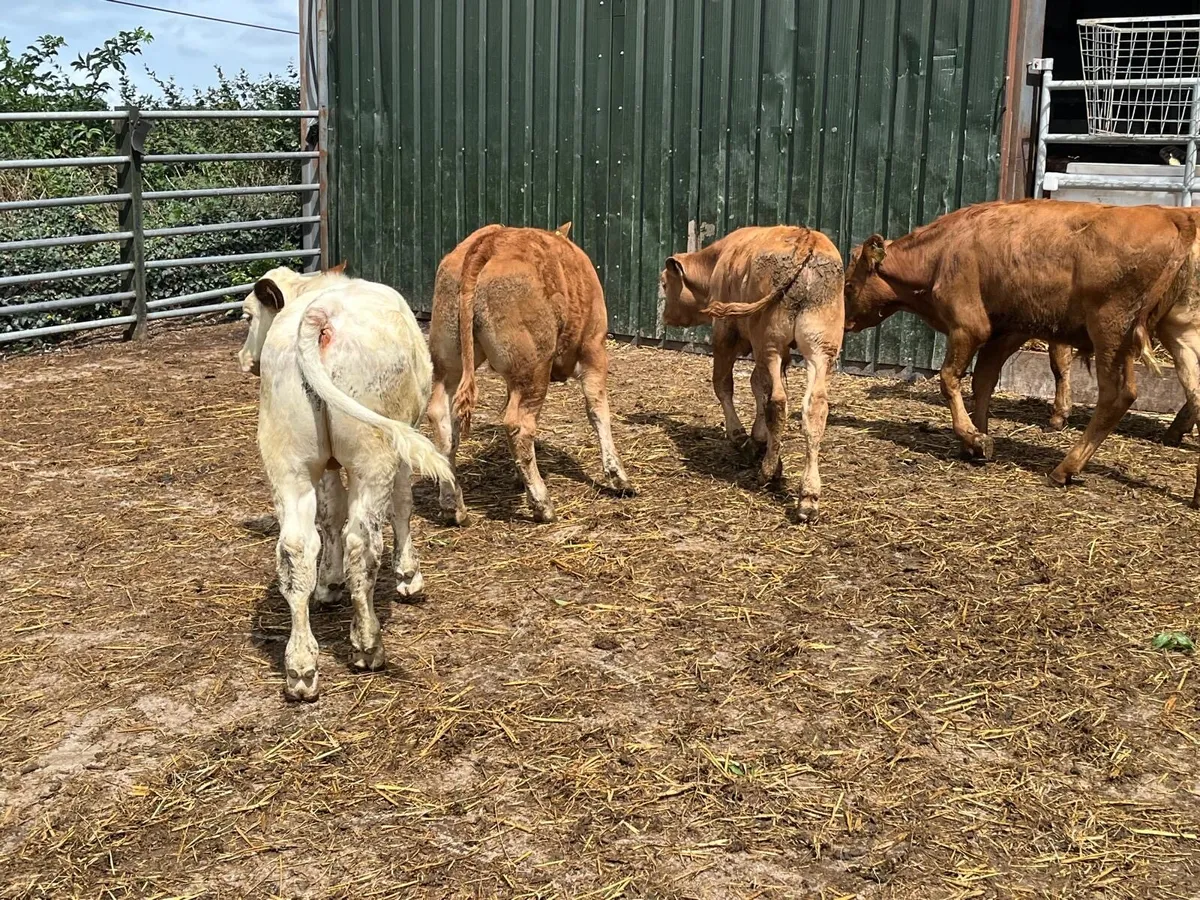 7 super continental bull  weanlings - Image 1