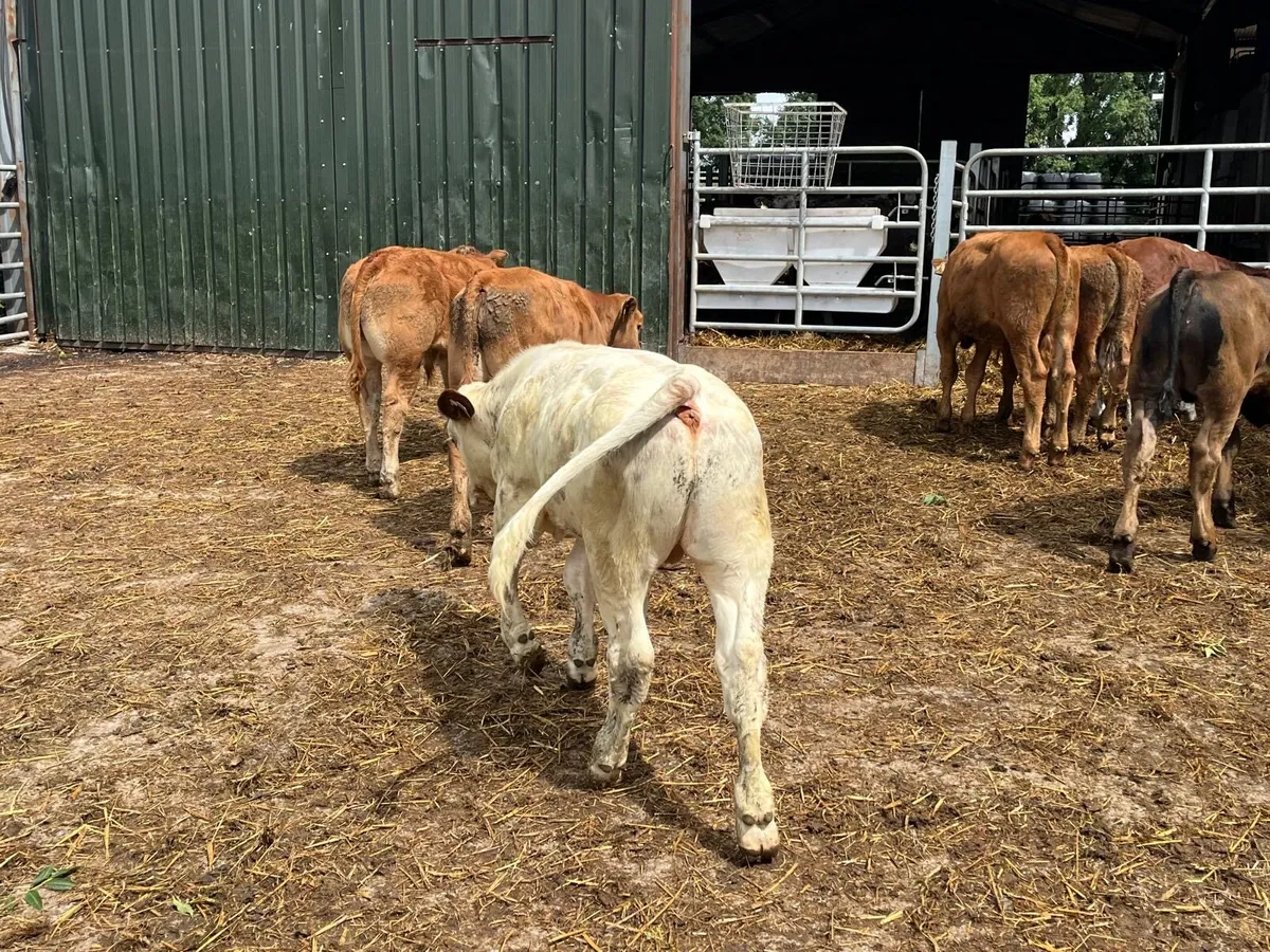 7 super continental bull  weanlings - Image 2