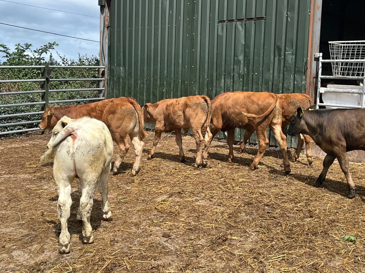 7 super continental bull  weanlings - Image 3