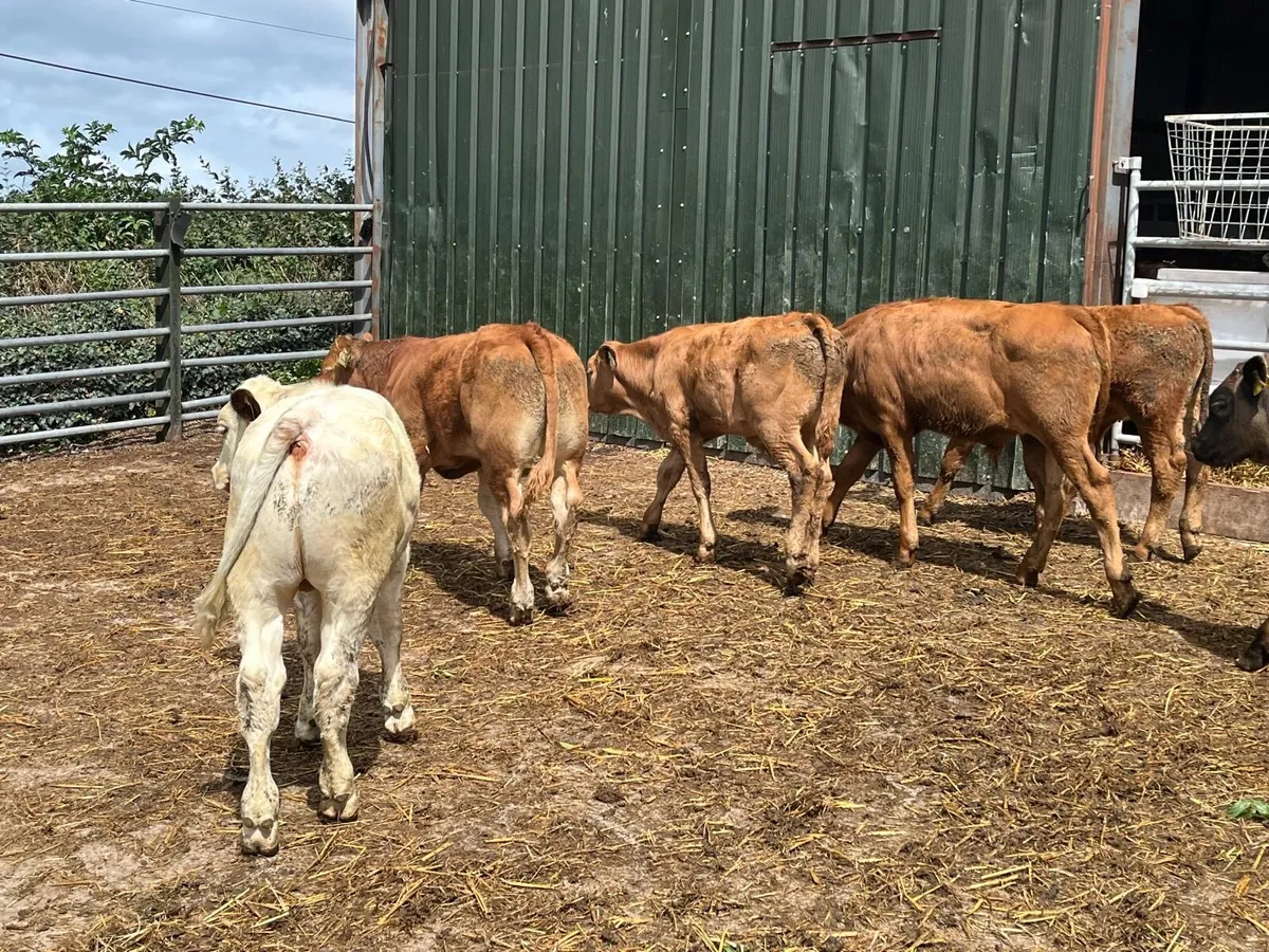 7 super continental bull  weanlings - Image 4
