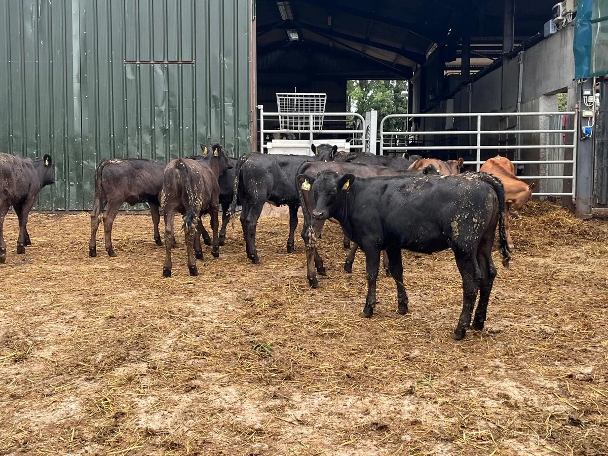 15 super  continental heifer weanlings - Image 1
