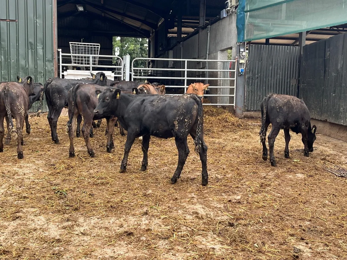 15 super  continental heifer weanlings - Image 2