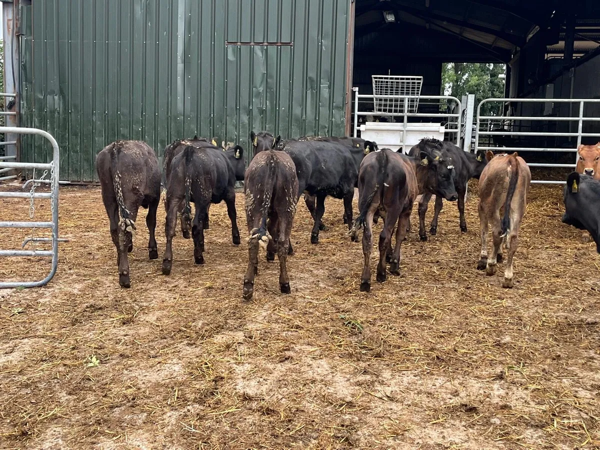 15 super  continental heifer weanlings - Image 3