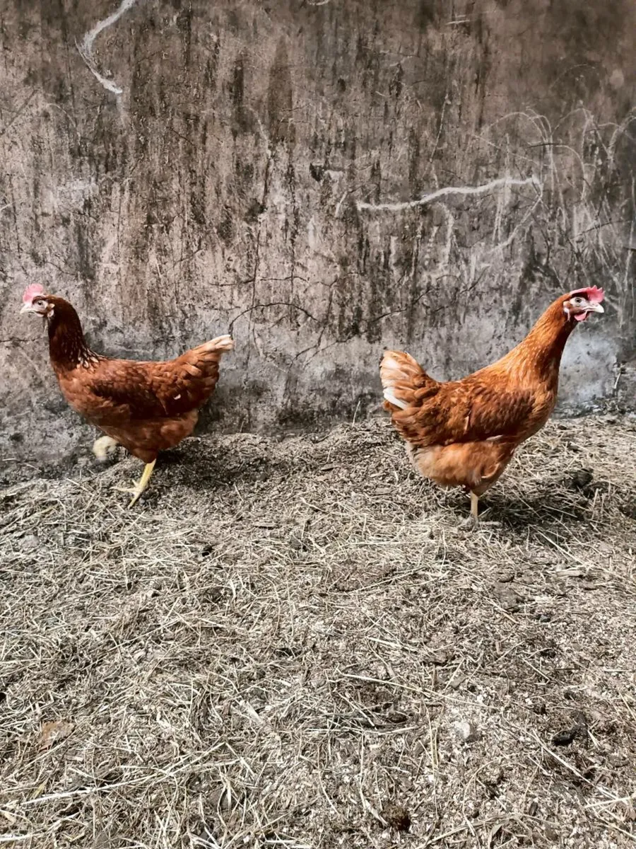 2 Brown Hens - Image 1