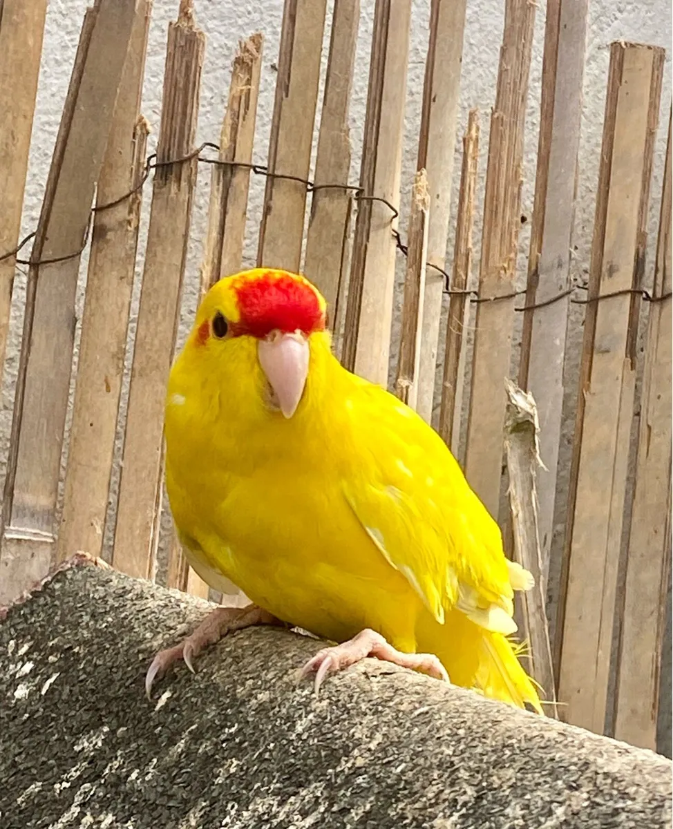 Bird plus cage - Image 1