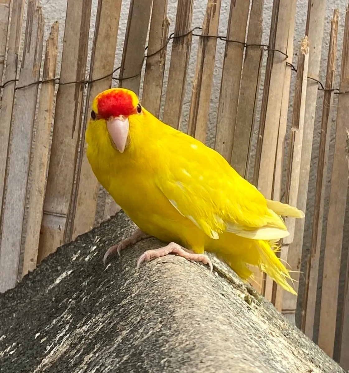 Bird plus cage - Image 2