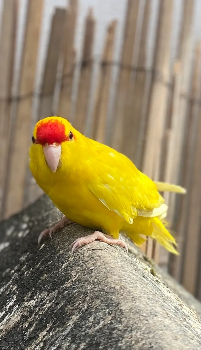 Bird plus cage - Image 3