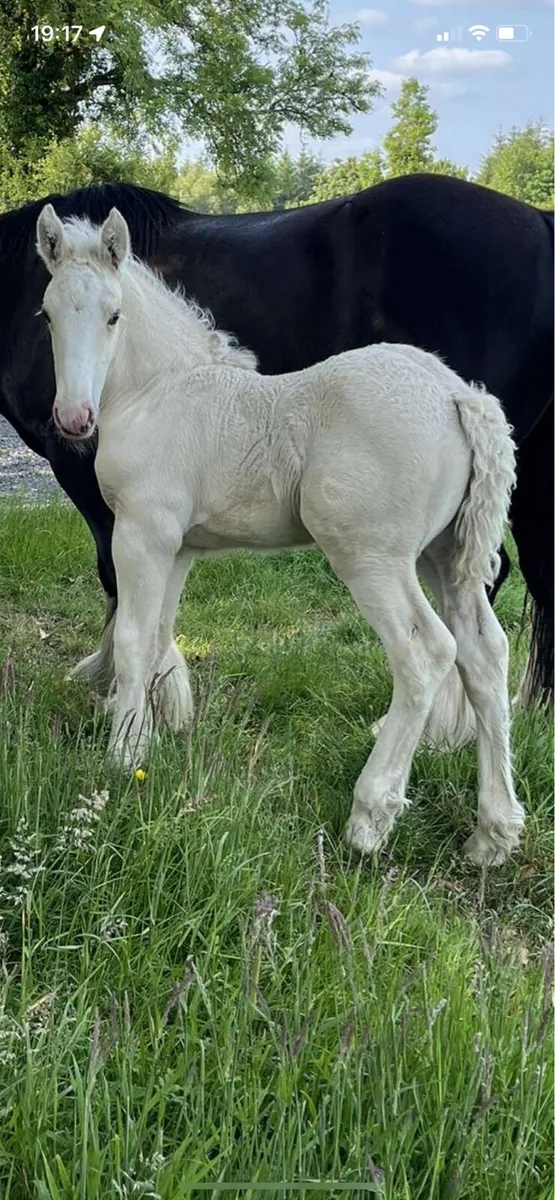Palomino Filly foal - Image 1