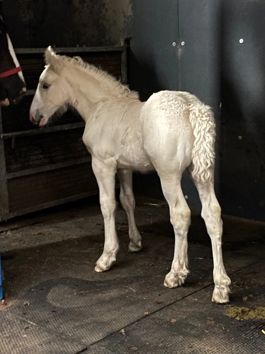 Palomino Filly foal - Image 3