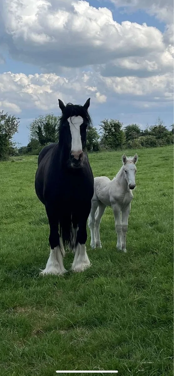 Palomino Filly foal - Image 4
