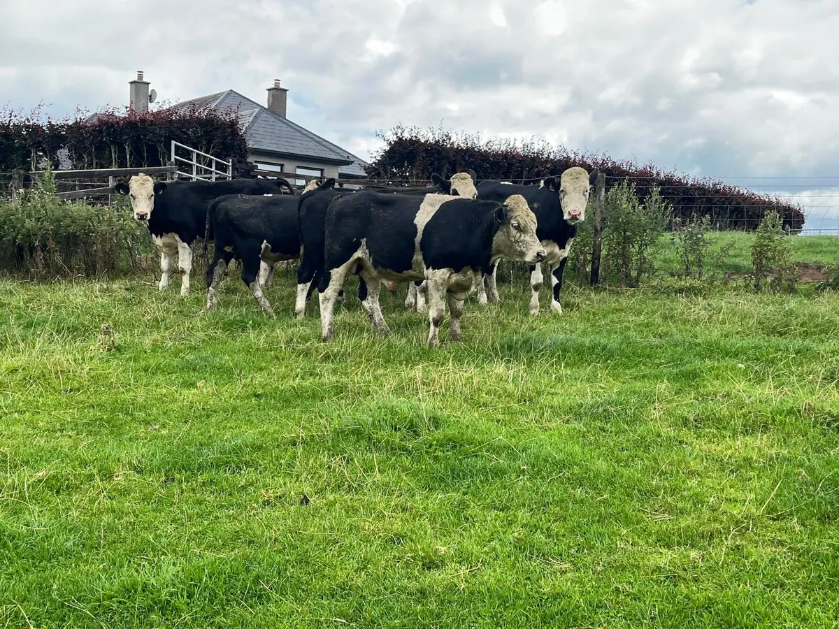 10 super Hereford store bullocks - Image 1
