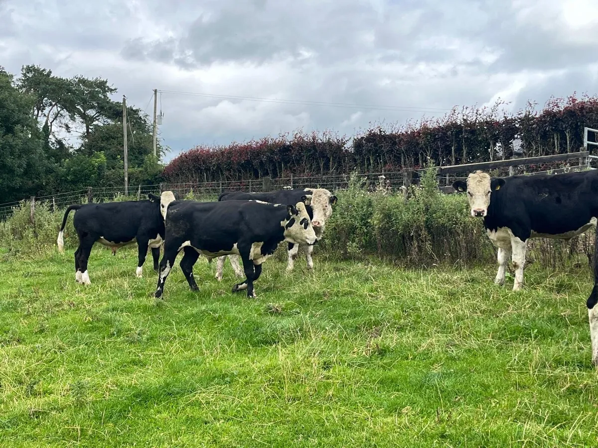 10 super Hereford store bullocks - Image 2