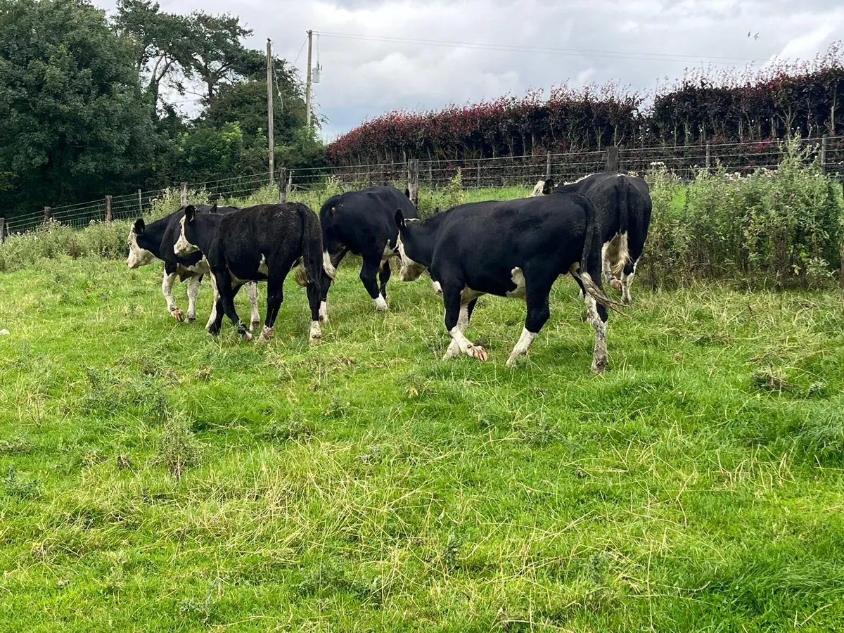 10 super Hereford store bullocks - Image 4