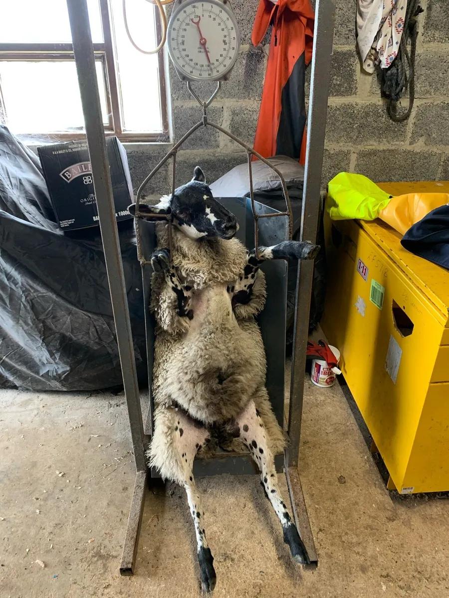 Lamb/sheep weighing scales - Image 1