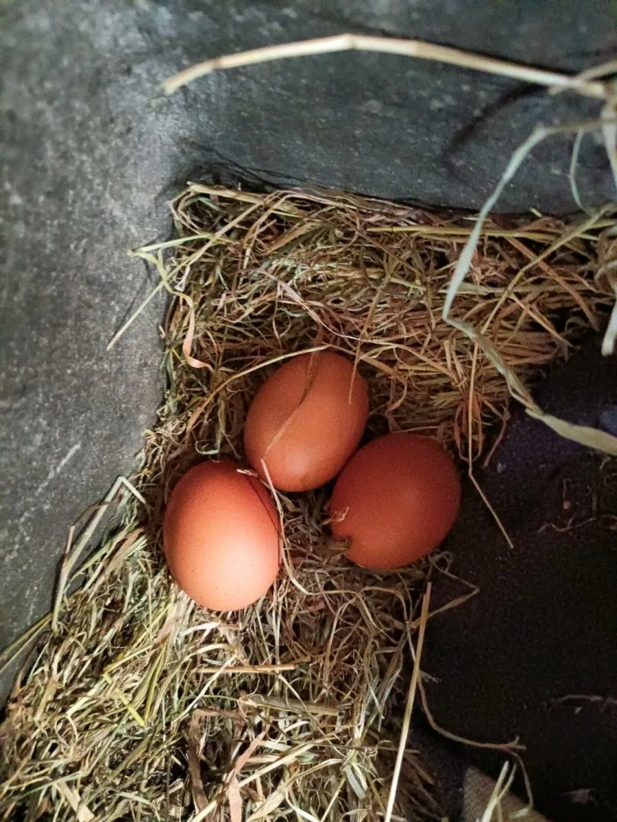 2 Brown Hens - Image 2