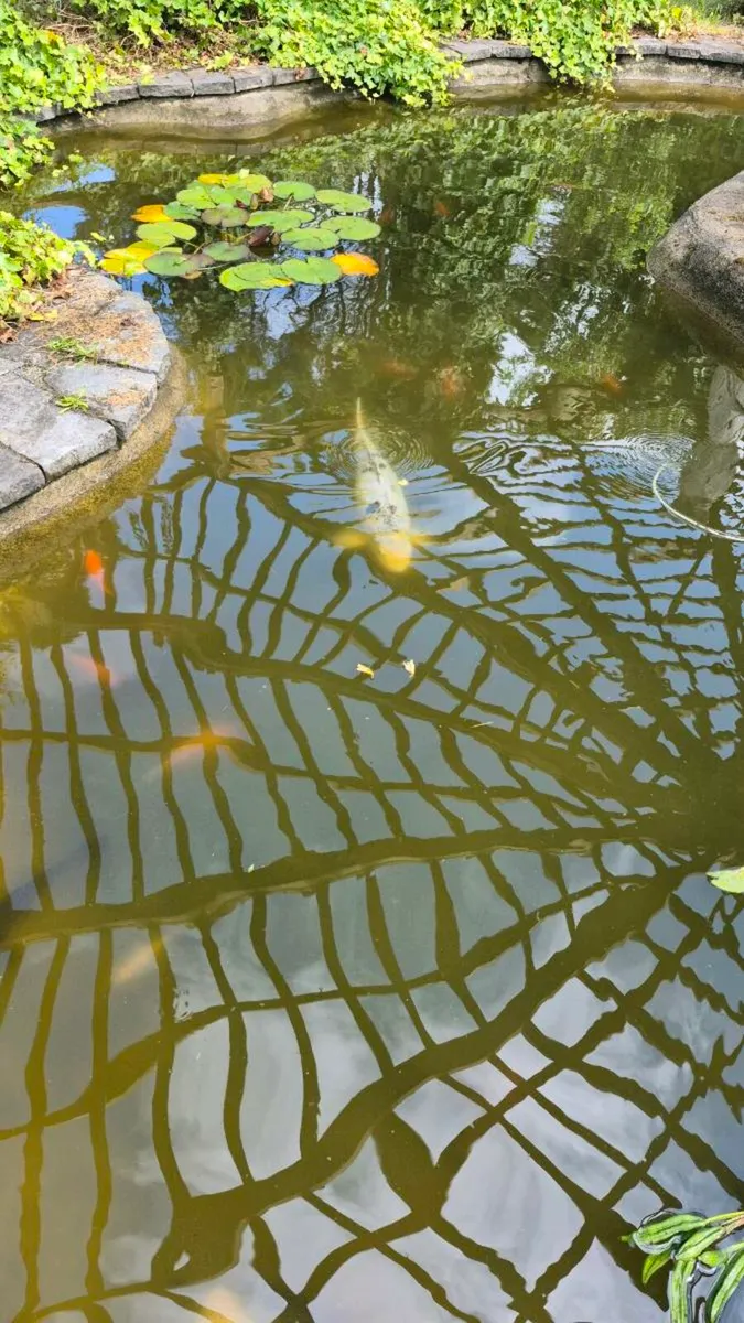 Koi - Image 1