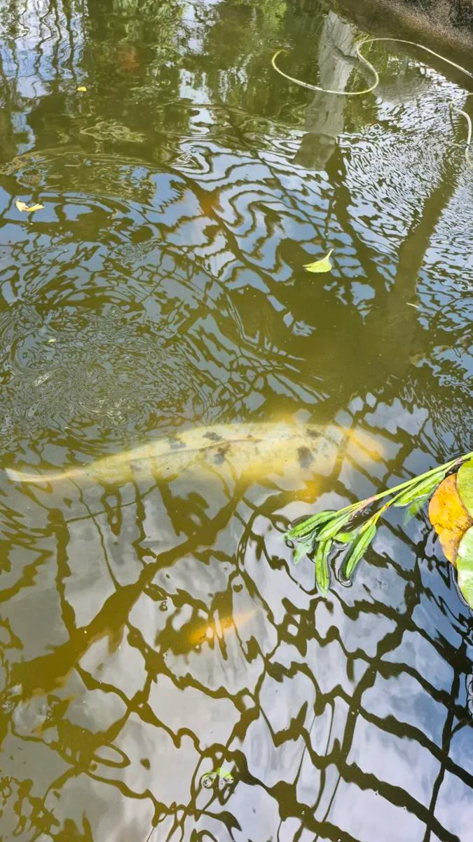 Koi - Image 2