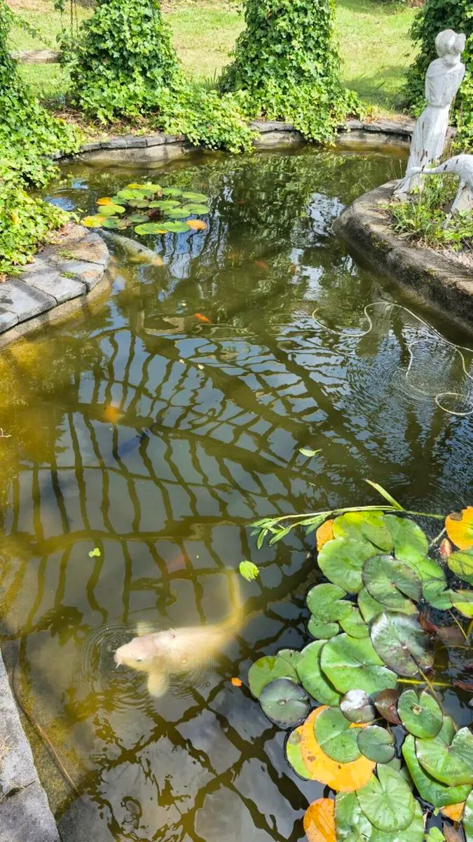 Koi - Image 3