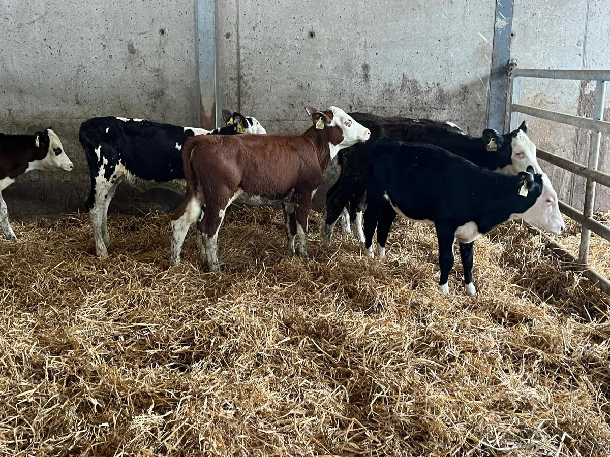 8 proper  Hereford weaned heifers - Image 2