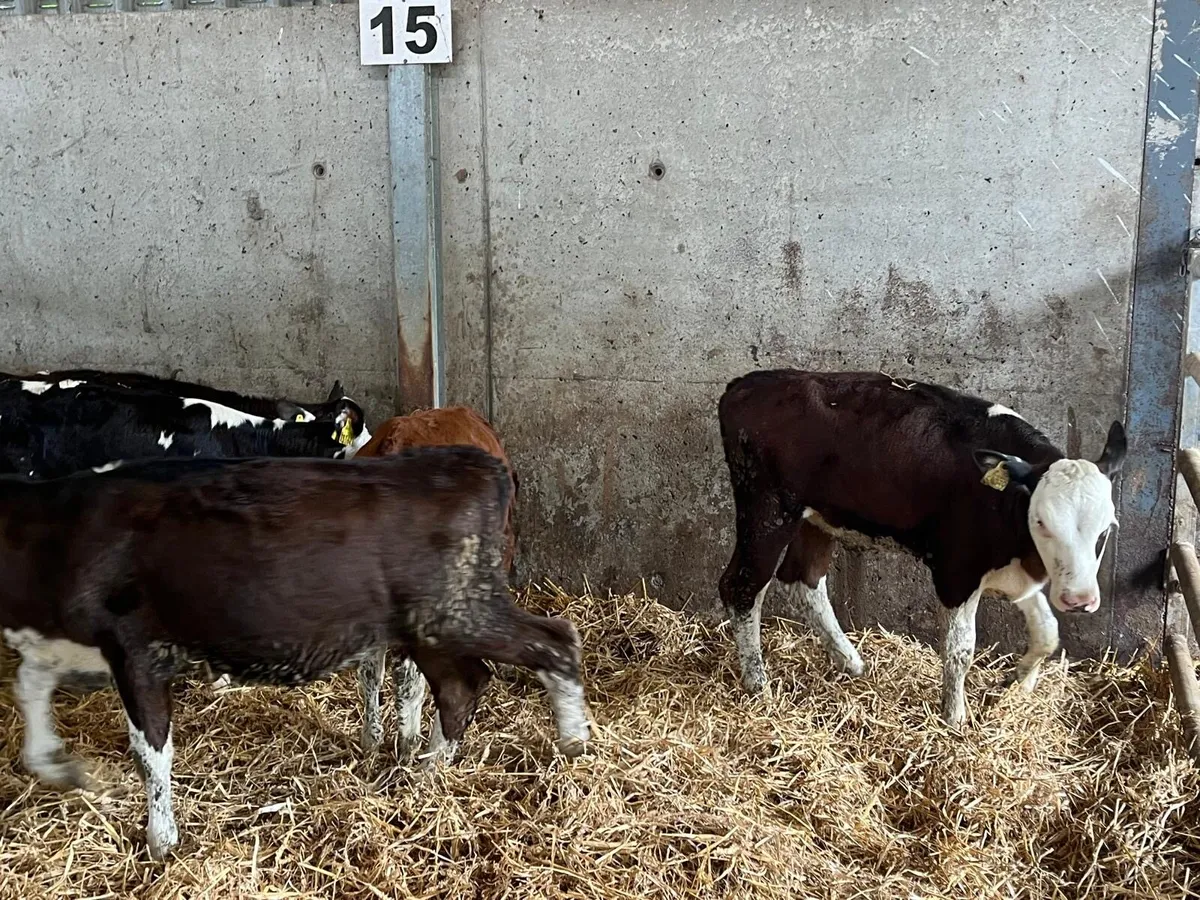 8 proper  Hereford weaned heifers - Image 4