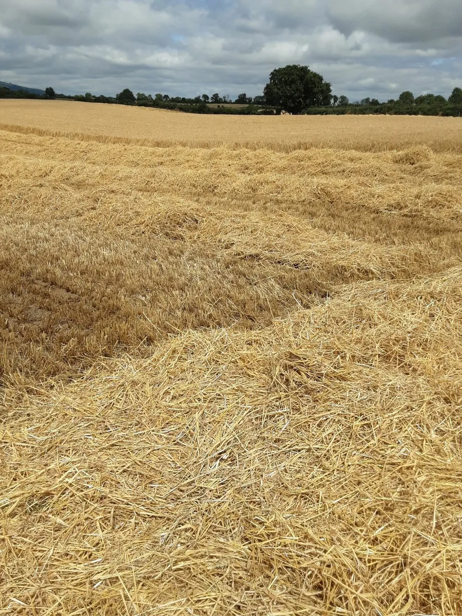 Barley  Straw bales - Image 3