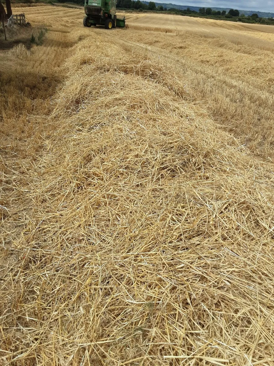 Barley  Straw bales - Image 4
