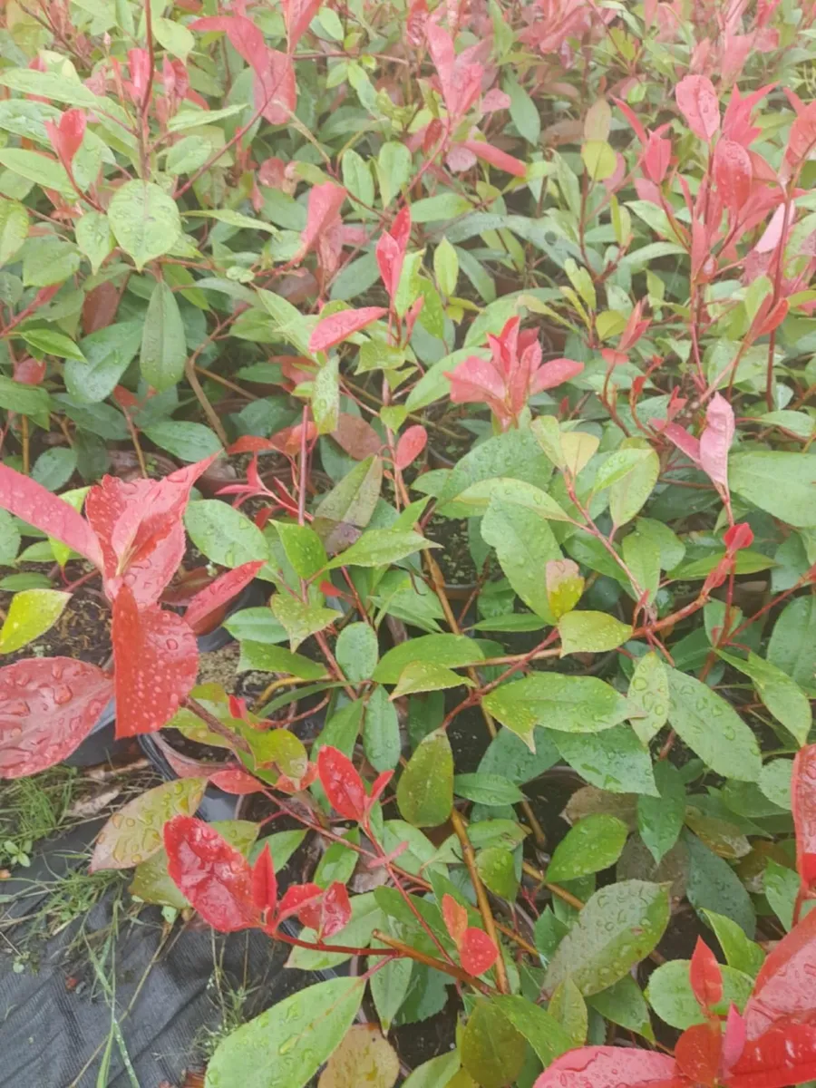 Red Robin & Laurel Hedging - Image 1