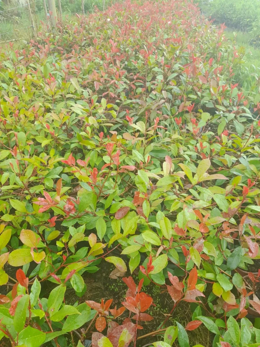 Red Robin & Laurel Hedging - Image 2
