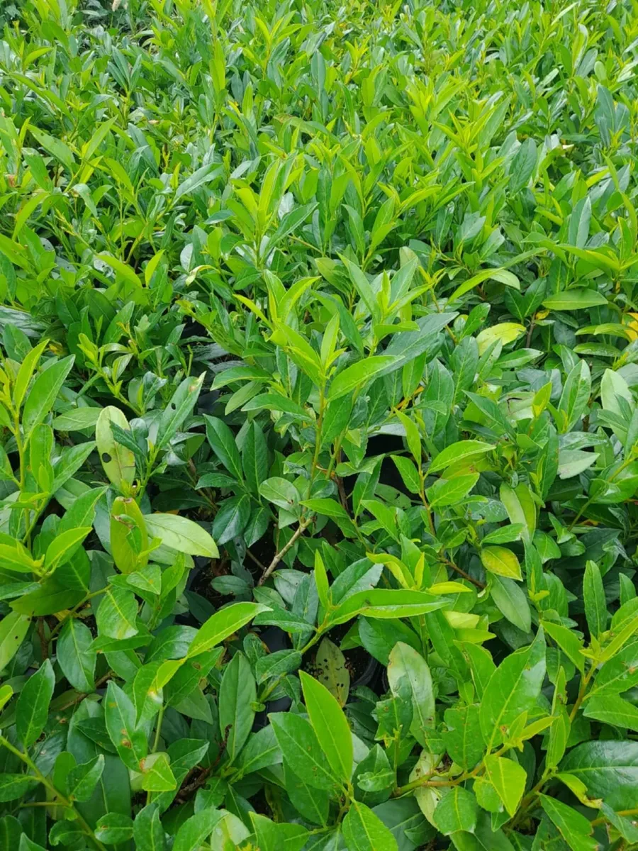 Red Robin & Laurel Hedging - Image 3