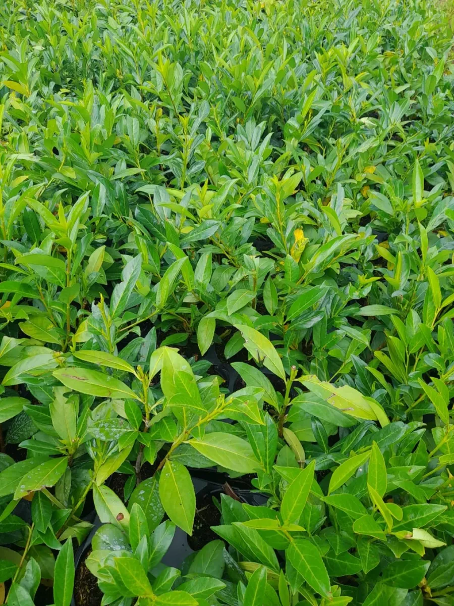 Red Robin & Laurel Hedging - Image 4