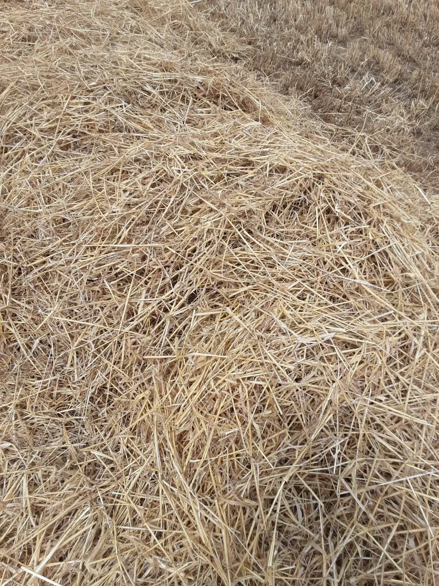 Barley  Straw bales - Image 1