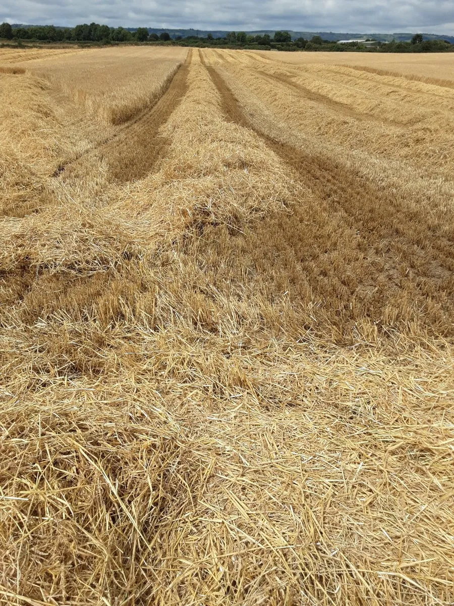 Barley  Straw bales - Image 2