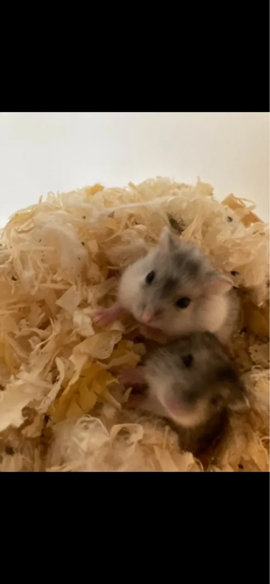 Miniature hamsters - Image 1